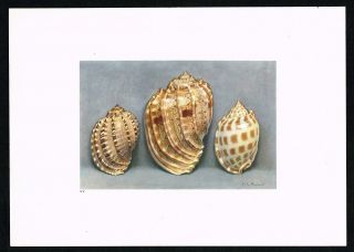 Sea Shells Articaulate Harp Mollusk,  Marine Life - 1936 Antique Print - Robert