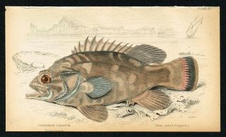 1835 Atlantic Wreckfish Stone Bass Hand - Colored Antique Engraving By Lizars