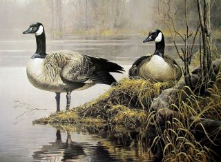 Vintage Art Robert Bateman Nesting Geese 1978 Canadian Pond Lake Life Mate Goose
