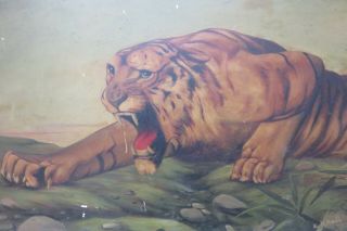 Lovely Antique Oil On Board Painting Prowling Tiger Signed Eh Hall