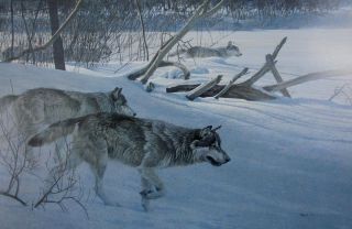 Vintage Art Robert Bateman Wolf Pack In Moonlight Snow Gray Winter Hunt Wild