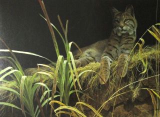 Robert Bateman Art Print Riverbank Retreat Bobcat 2003 Wild Cat Catamount Grass