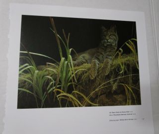 Robert Bateman Art Print Riverbank Retreat Bobcat 2003 Wild Cat Catamount Grass 3