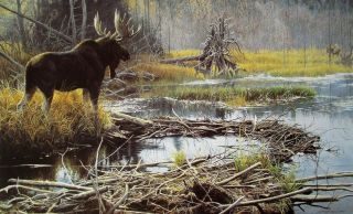 Vintage Art Robert Bateman Autumn Overture 1980 Moose Bull Pond Wilderness Fall