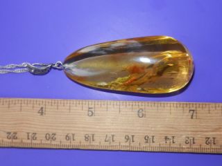 Rare Antique Natural baltic amber BUTTERSCOTCH EGG YOLK pendant Very big 3