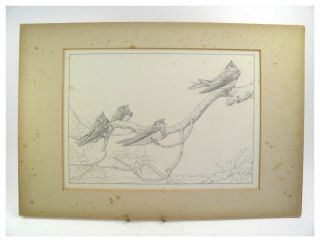 Antique Pencil Drawing Birds Singing On A Branch By George Edward Collins