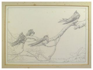 Antique pencil drawing birds singing on a branch by George Edward Collins 2