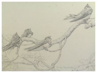 Antique pencil drawing birds singing on a branch by George Edward Collins 3
