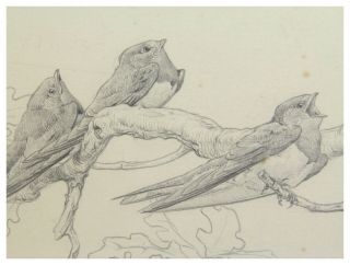 Antique pencil drawing birds singing on a branch by George Edward Collins 4