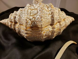 Vintage Large 3 Pc.  Sea Shell Shaped Soup Tureen With Ladle
