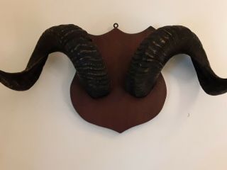 Antique Ram/sheep Curly Horns Real Mounted On Wood Plaque Mount Taxidermy