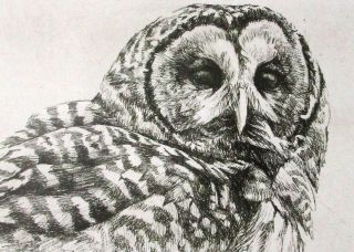 Robert Bateman Art Print Barred Owl 2006 Black White Sketch Hoot Northern Barn