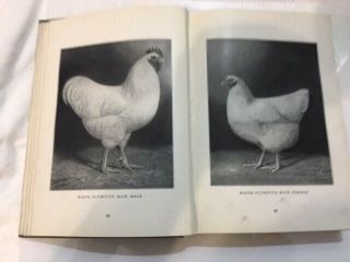 Antique Poultry Book STANDARD OF PERFECTION 1926 How - to - Recognize All Fowls 4