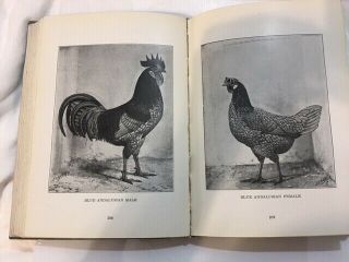 Antique Poultry Book STANDARD OF PERFECTION 1926 How - to - Recognize All Fowls 6