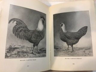 Antique Poultry Book STANDARD OF PERFECTION 1926 How - to - Recognize All Fowls 7