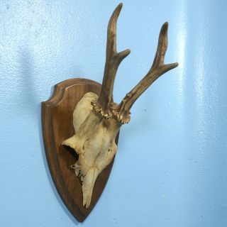 Antique Swiss Wood Carved Mounted Antler Plaque Roebuck Stag C1920 Taxidermy