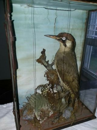 Antique Taxidermy Woodpecker