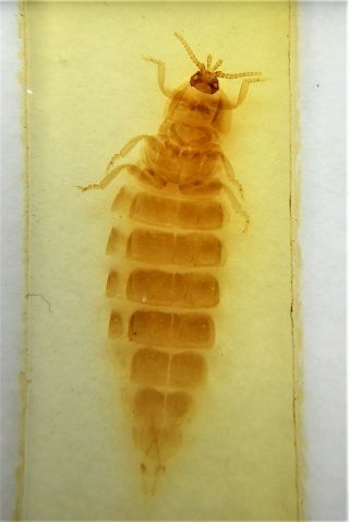 Antique Microscope Slide Of A Whole Female Glow - Worm