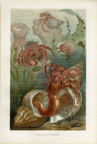 1883 Brehm Marine Hermit Crab Shell Sea Anemone Antique Chromolithograph Print