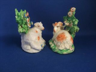 ANTIQUE 19THC STAFFORDSHIRE POTTERY FIGURES OF SHEEP C1840 - DERBY - EX D.  RICE 4