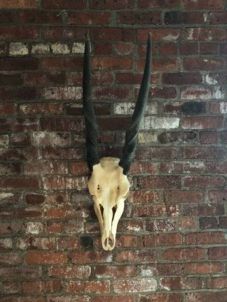 Authentic Antique African Eland Skull Decor