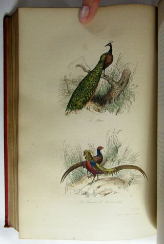 Antique 1854 Natural History Birds Ornithology Buffon Hand Colored Plates