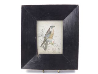 Antique 19th Century English School Watercolour Painting Of A Bird Of Prey 2