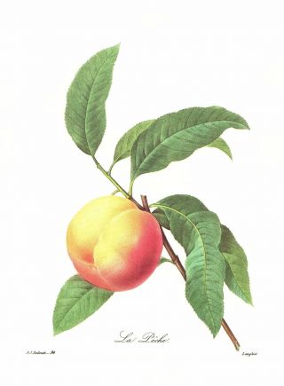 Redoute Peach Fruit Botanical Print Redoute Art Country Home Decor Pjr 2476