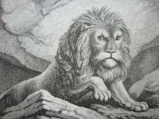 Antique 19th Century Engraving - Lion - (after) Samuel Howitt (c.  1765 - 1822)