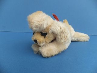 Vintage Antique Steiff Mohair Toy Floppy Snobby Poodle Dog Button & Tags 7317,  04