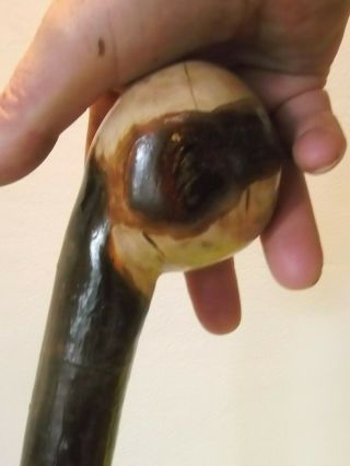 Blackthorn Walking Stick Large Shillelagh Root Knob A Beauty