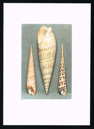 Orange Sea Snail,  Marine Gastropod,  Mollusks,  Shells - 1936 Antique Litho Print