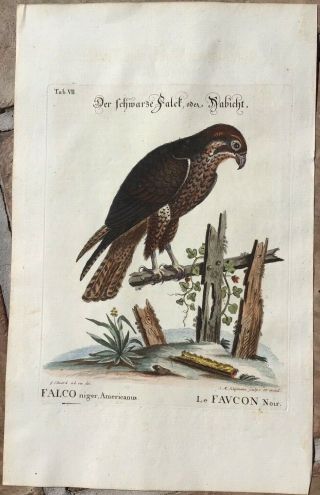 1749 George Edwards/j.  Seligmann - American Black Falcon - Fine Antique Engraving