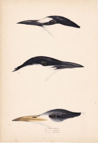 1838 Antique Lithograph - Tern Varieties - Birds Of Australia - Elizabeth Gould