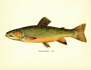 Antique Brook Trout Fish Print Male Fishing Gallery Wall Art Lodge Decor 3081