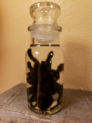 Wet Specimen Ethical Preserved Xl Tarantula Taxidermy Odd Antique Apothecary Jar