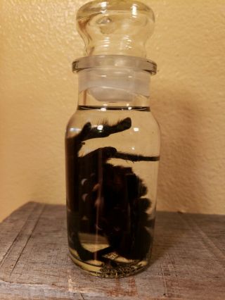 Wet Specimen Ethical Preserved XL Tarantula Taxidermy Odd Antique Apothecary Jar 2