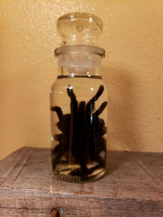 Wet Specimen Ethical Preserved XL Tarantula Taxidermy Odd Antique Apothecary Jar 4