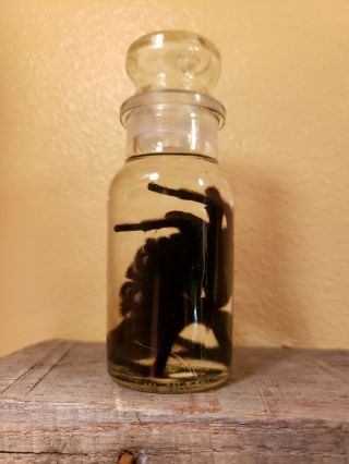 Wet Specimen Ethical Preserved XL Tarantula Taxidermy Odd Antique Apothecary Jar 5
