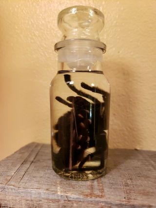 Wet Specimen Ethical Preserved XL Tarantula Taxidermy Odd Antique Apothecary Jar 6