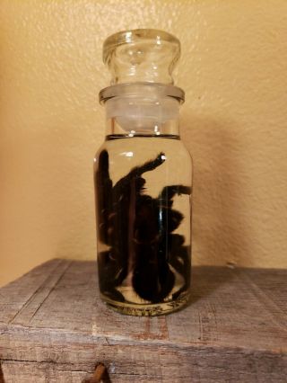 Wet Specimen Ethical Preserved XL Tarantula Taxidermy Odd Antique Apothecary Jar 7