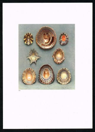 Exotic Sea Shells,  Marine Gastropods Mollusks Snails - 1936 Antique Litho Print