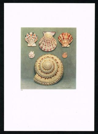 P.  Tigrinus,  Marine Gastropods,  Sea Shells Snails Clams - 1936 Antique Print