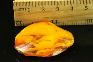 7.  1 gr.  NATURAL OLD Antique Butterscotch Egg Yolk Baltic Amber Stone B740 2