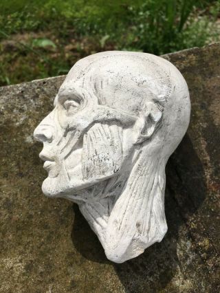 Antique 19th Eartly 20th C Plaster Ecorche Head & Hand Artistst Model Or Medical