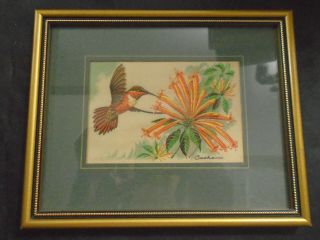 Vintage Framed Rufous Humming Bird From J.  J.  Cash Ltd.  Collector Range England