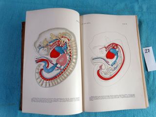 Text - Book Of Obstetrics,  Vintage Medical Text From 1895 With 900 Illustrations