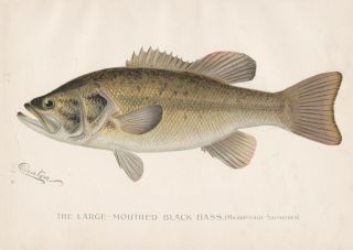 Antique Fish Print: The Large - Mouthed Black Bass By S.  F.  Denton 1896