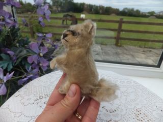 Vintage Antique German STEIFF RACY RACOON Toy Mohair Tail Wood Straw Fill Bear 4