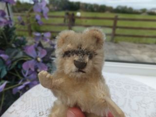 Vintage Antique German STEIFF RACY RACOON Toy Mohair Tail Wood Straw Fill Bear 5